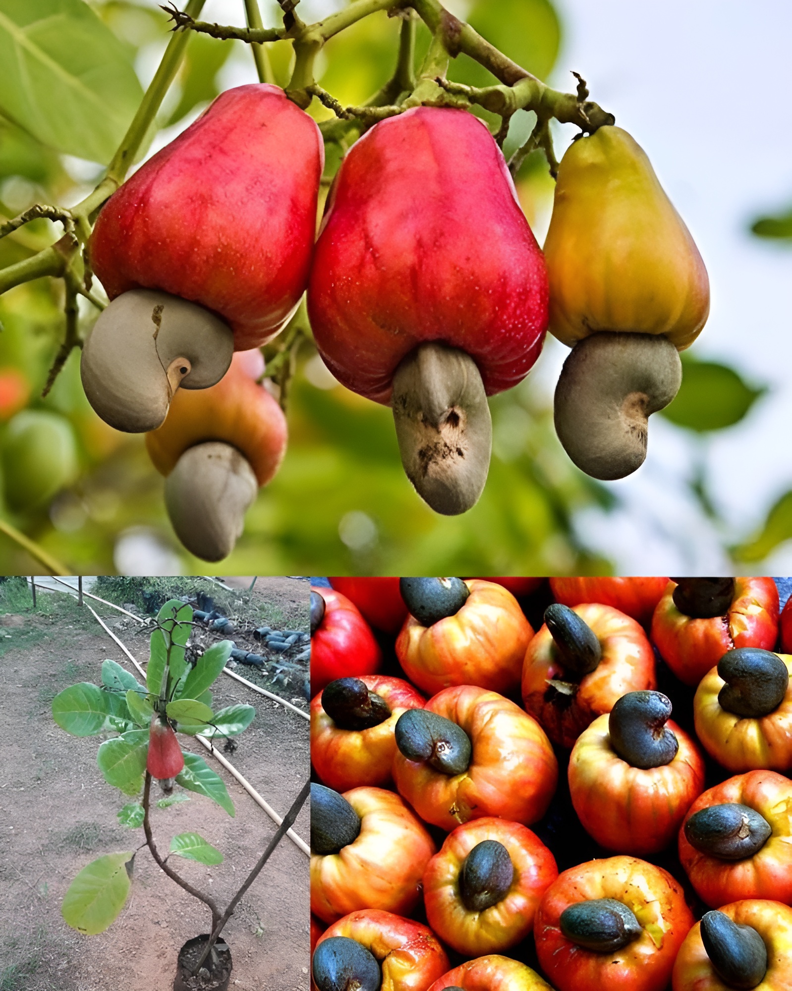 Revelando Os Segredos Do Cultivo Do Caju E Da Colheita Do Ouro